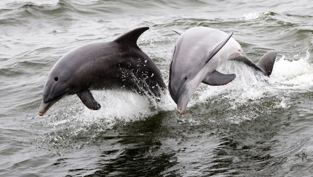 dolphins swimming on the Gulf Coast