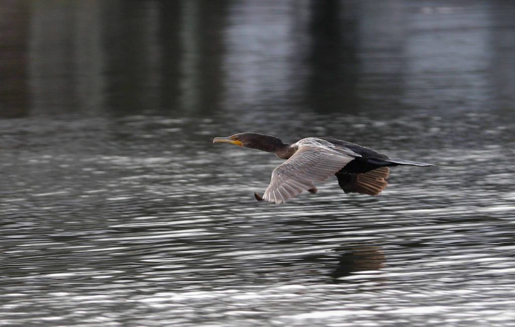 bird flying over the water on Wolf Bay